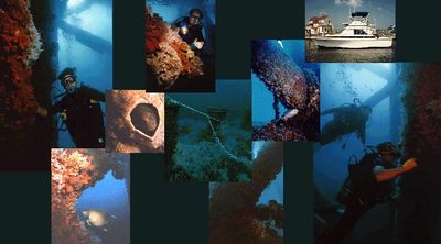 Logo-boatdive-com.jpg