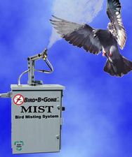 Birdmist.jpg