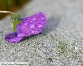 FlowerOnPlanter.jpg