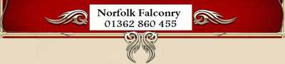 Logo-norfolkfalconry-co-uk.png