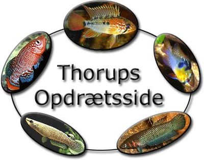 Logo-fishbreeding-dk.jpg