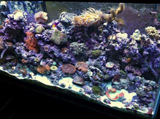 Matt's 90 Gallon Reef Tank