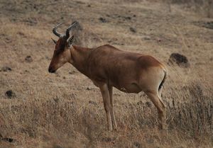 Hartebeest.jpg