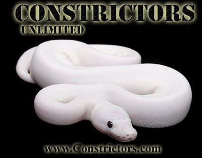 Logo-constrictors-com.jpg