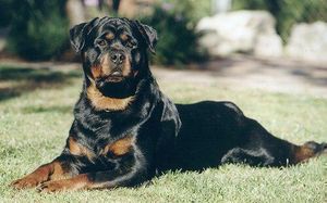 Fritzdoug3.jpg