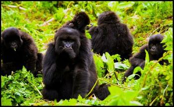 Uganda safari.jpg
