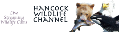 Logo-hancockwildlifechannel-org.png