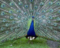Thumbnail for version as of 20:38, 13 July 2007