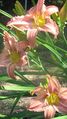 Thumbnail for version as of 18:35, 14 February 2012