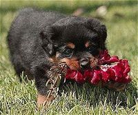Puppyrose.jpg
