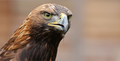 Thumbnail for version as of 15:35, 9 September 2015