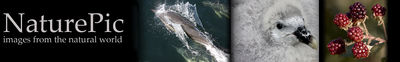 Logo-naturepic-co-uk.jpg