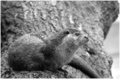 Thumbnail for version as of 00:20, 6 November 2007