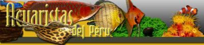 Logo-acuaristasperu-com.jpg