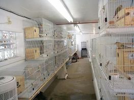 FP Aviary