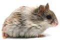 Thumbnail for version as of 07:34, 20 June 2006